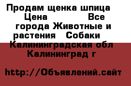 Продам щенка шпица.  › Цена ­ 15 000 - Все города Животные и растения » Собаки   . Калининградская обл.,Калининград г.